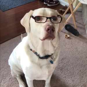 Meet your Posher, Dylan